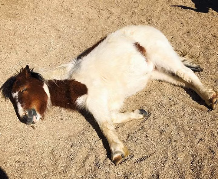  Ngắm khoảnh khắc đáng yêu của động vật khi ngủ