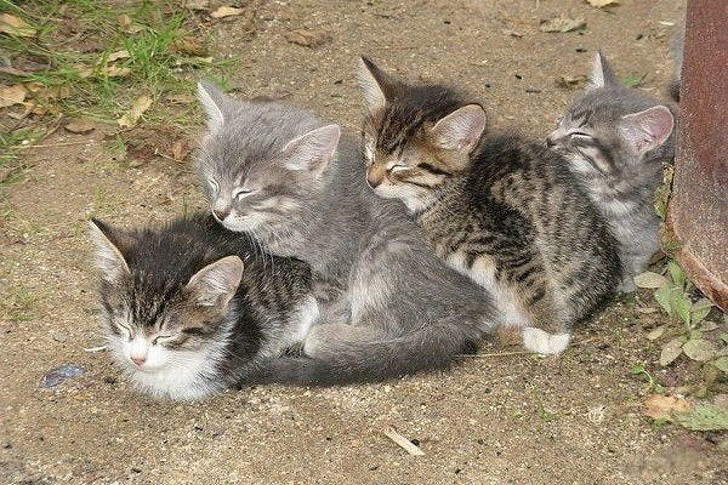  Ngắm khoảnh khắc đáng yêu của động vật khi ngủ