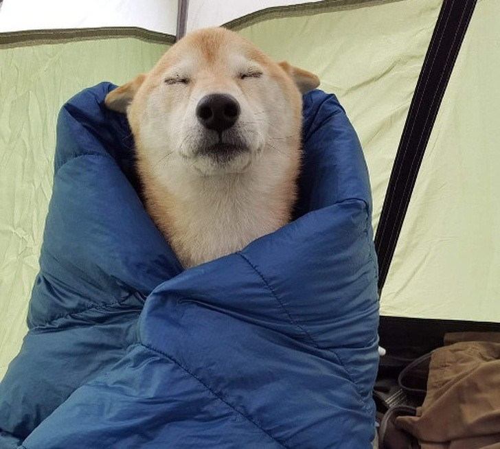  Ngắm khoảnh khắc đáng yêu của động vật khi ngủ