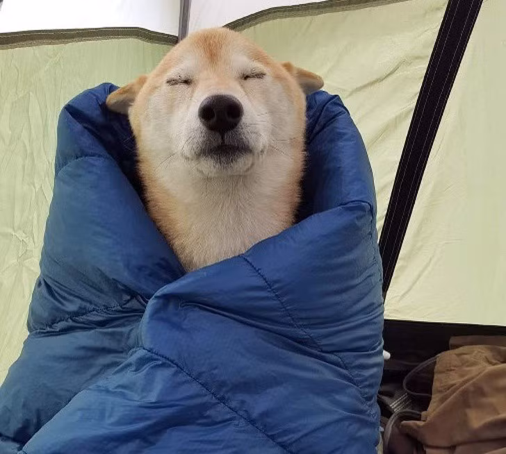  Ngắm khoảnh khắc đáng yêu của động vật khi ngủ