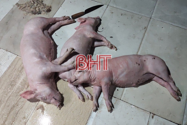 Mua lợn chết về quay bán cho khách hàng ở TP. Hà Tĩnh