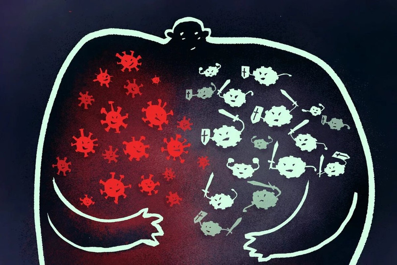 Trận chiến giữa virus và hệ miễn dịch vô cùng tàn khốc, tế bào xung quanh bị “vạ lây”. Đồ họa: South China Morning Post . Trận chiến khốc liệt giữa hệ miễn dịch người với virus corona