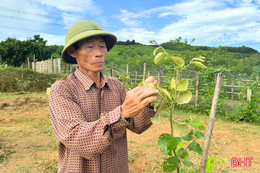  Cây táo đại Đài Loan bén rễ trên đất Cẩm Lạc 