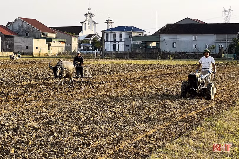 Nông dân vùng lũ Đức Thọ xuống đồng khôi phục sản xuất rau màu vụ đông