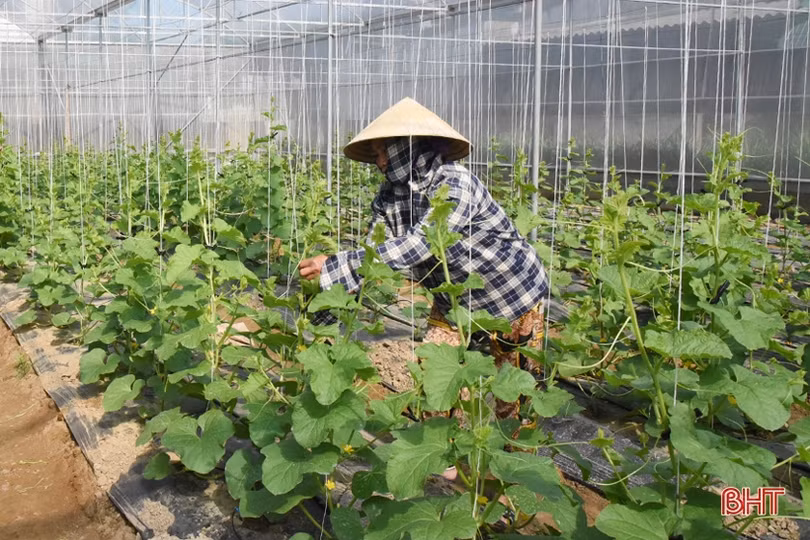 Nông dân Lộc Hà đa dạng hóa cây trồng vụ đông
