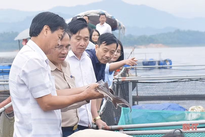 Nuôi cá tầm trên hồ Ngàn Trươi mang lại hiệu quả kinh tế khá cao 