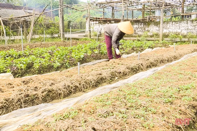 Nông dân vùng lũ Đức Thọ xuống đồng khôi phục sản xuất rau màu vụ đông
