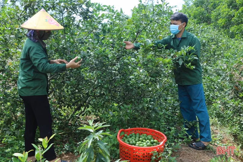 “Bà đỡ” giúp nông dân Vũ Quang xây dựng hơn 2.000 mô hình kinh tế
