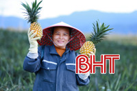 Liên kết trồng dứa - Mở lối những mùa vàng