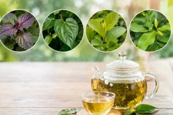 Các loại lá thảo dược trong vườn giúp giảm acid uric 
