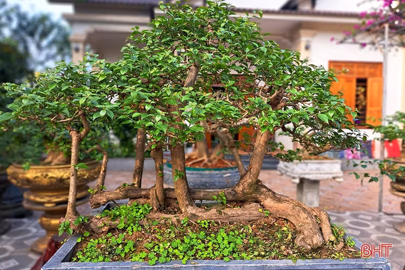 Khám phá vườn bonsai tiền tỷ ở Nghi Xuân