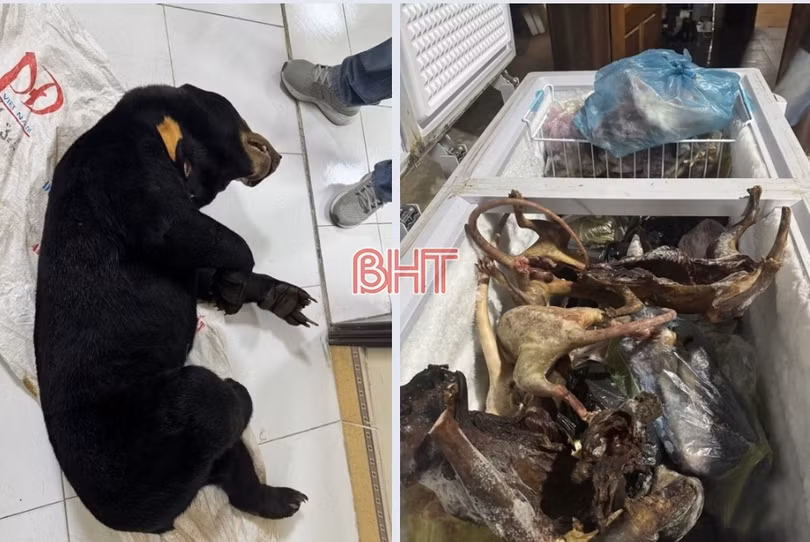 Công an Hà Tĩnh “đánh mạnh” vào tội phạm mua bán động vật hoang dã