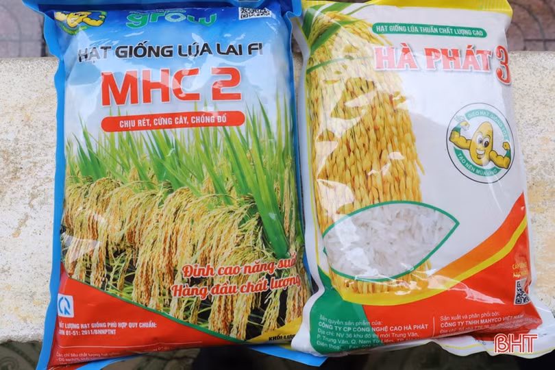 Cung ứng 20 tấn lúa giống cho nông dân Hương Sơn