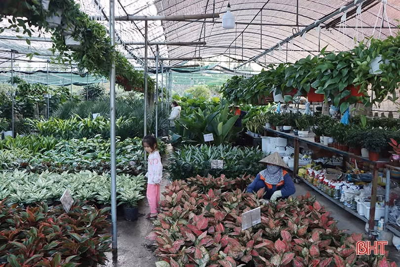 Khởi động thị trường hoa, cây cảnh tết ở Hà Tĩnh