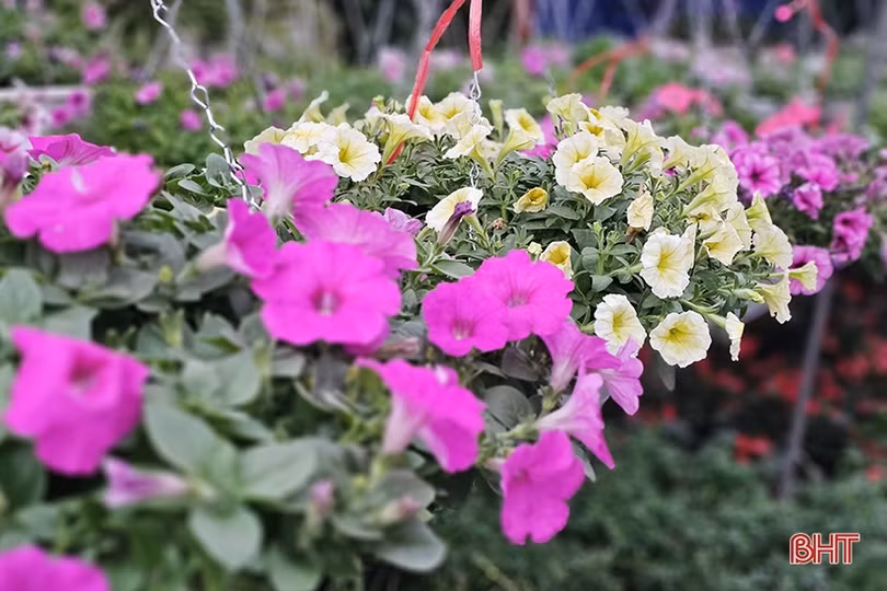 Khởi động thị trường hoa, cây cảnh tết ở Hà Tĩnh