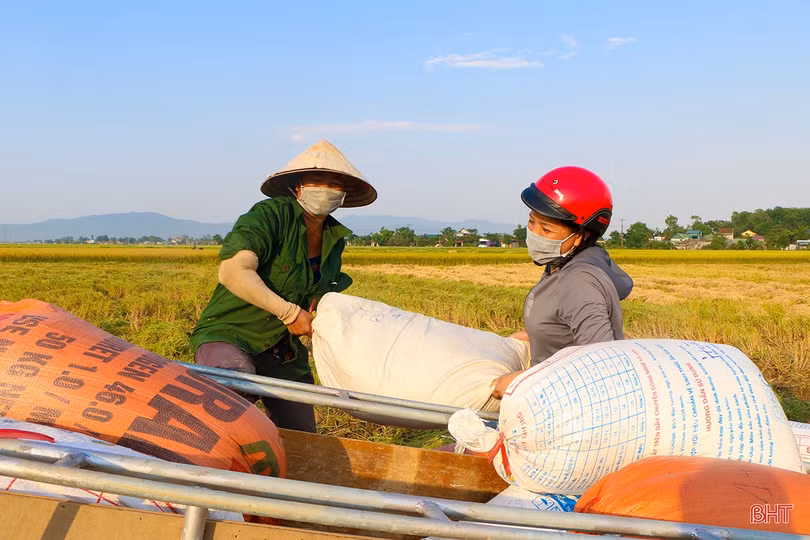 Vụ lúa xuân ở Hà Tĩnh giành thắng lợi trọn vẹn