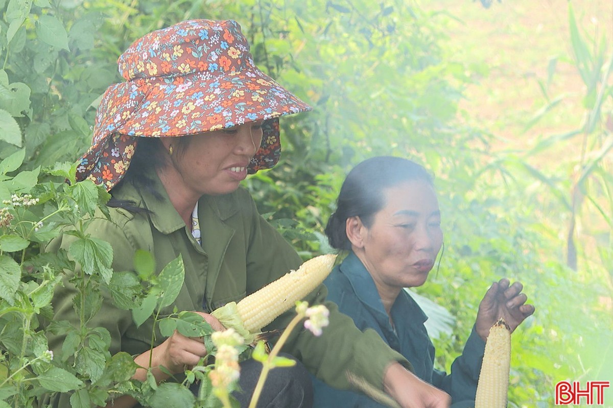 Hương ngô chín lan trong gió, quyện với mùi khói và nắng tạo thành dư vị mộc mạc mà vướng níu của miền quê ven sông.