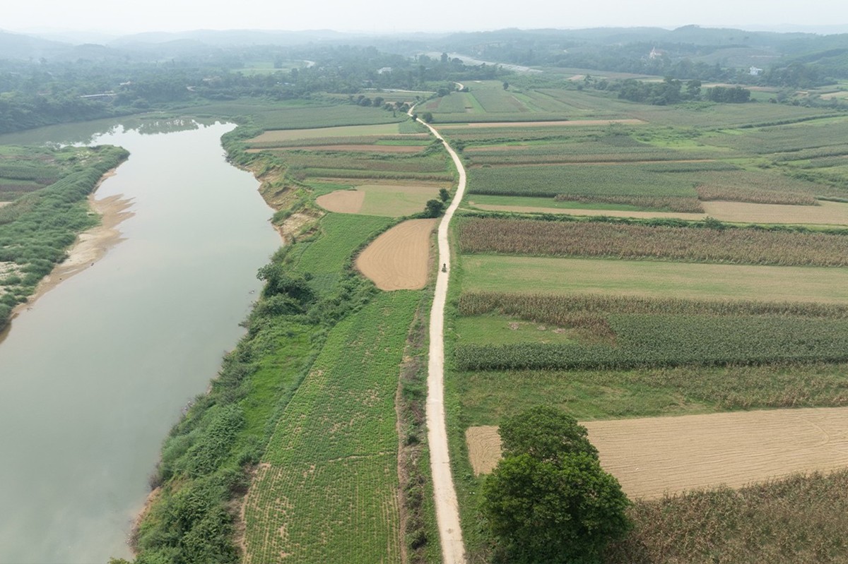 Dọc bãi bồi sông Ngàn Sâu thuộc huyện Hương Khê cũ, những luống ngô xanh mướt trải dài mang theo sức sống căng tràn.