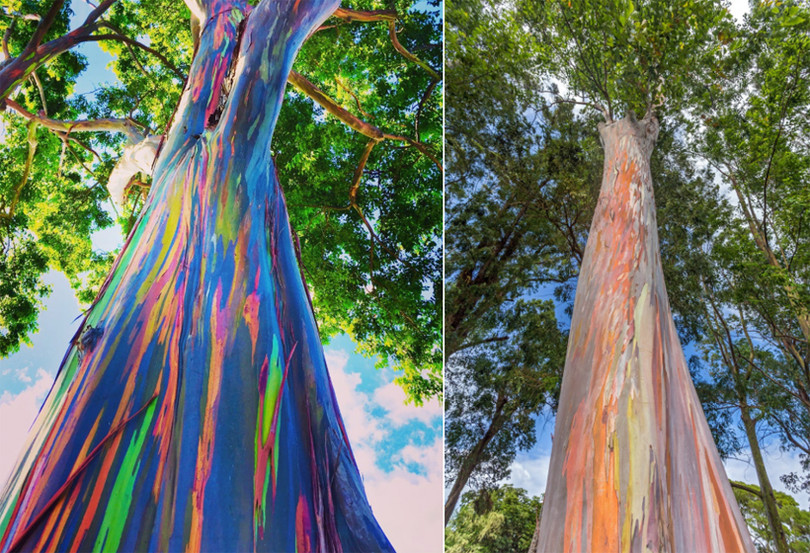 Bạch đàn bong tróc vỏ để lộ thân cây 7 sắc cầu vồng