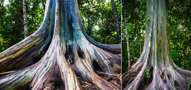 Bạch đàn bong tróc vỏ để lộ thân cây 7 sắc cầu vồng