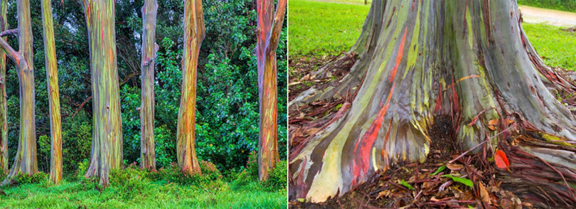 Bạch đàn bong tróc vỏ để lộ thân cây 7 sắc cầu vồng