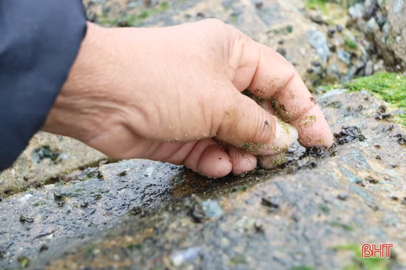 Theo chân người dân làng chài Cẩm Nhượng cào rong biển kiếm tiền triệu mỗi ngày