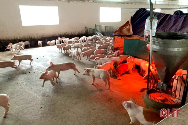 Gần 70 tuổi, cựu thanh niên xung phong Hà Tĩnh vẫn thu 1 tỷ đồng/năm từ trang trại