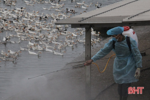 Khử trùng, tiêm vắc-xin phòng dịch vùng nuôi nhiều gia cầm nhất Nghi Xuân