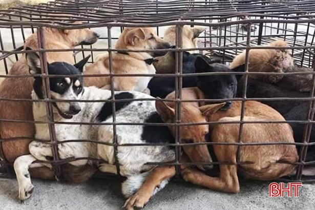 Khởi tố đối tượng “nhảy” từ Quảng Bình ra Hà Tĩnh trộm 15 con chó