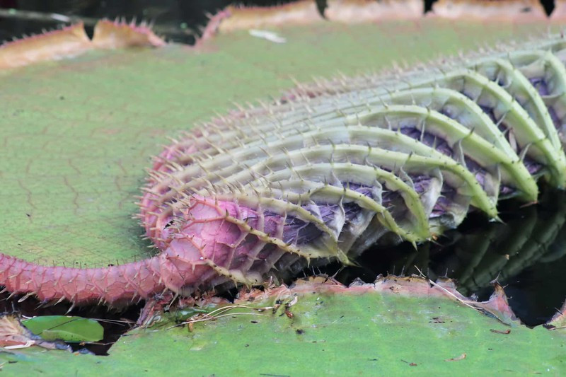 Những bức ảnh thú vị tiết lộ sự thật ít biết về các sự vật, hiện tượng