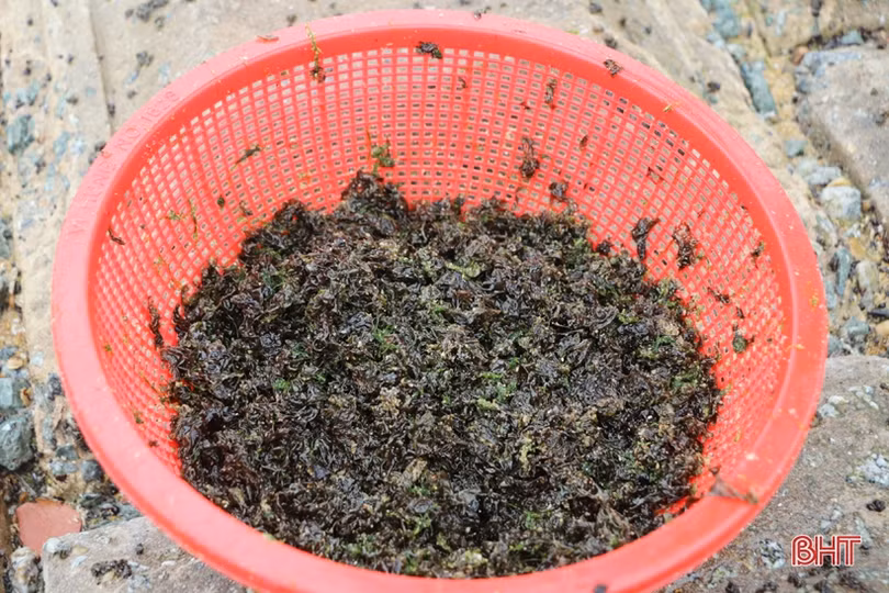 Theo chân người dân làng chài Cẩm Nhượng cào rong biển kiếm tiền triệu mỗi ngày