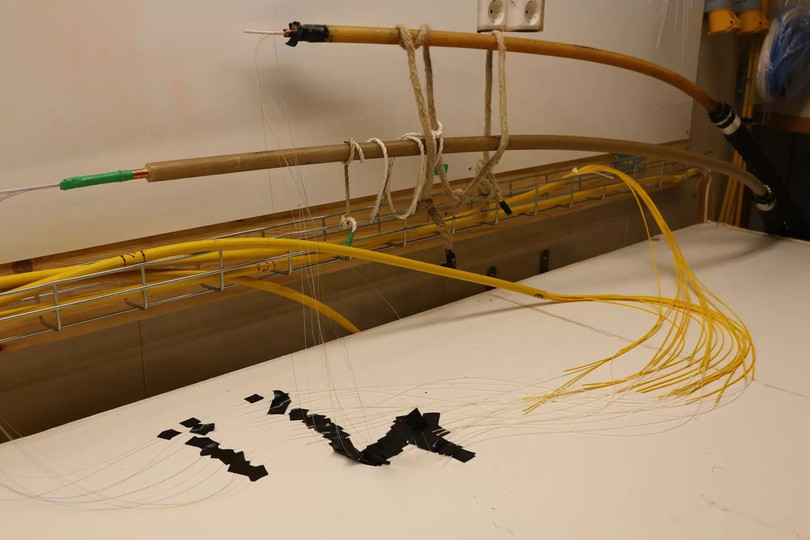 Nỗi oan của cá mập khi đứt cáp quang