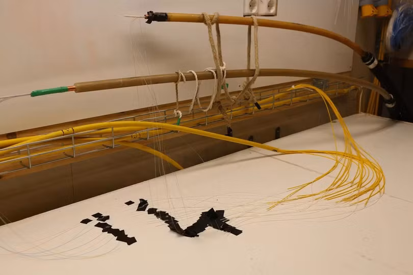 Nỗi oan của cá mập khi đứt cáp quang