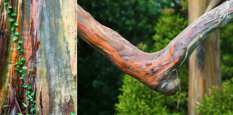 Bạch đàn bong tróc vỏ để lộ thân cây 7 sắc cầu vồng