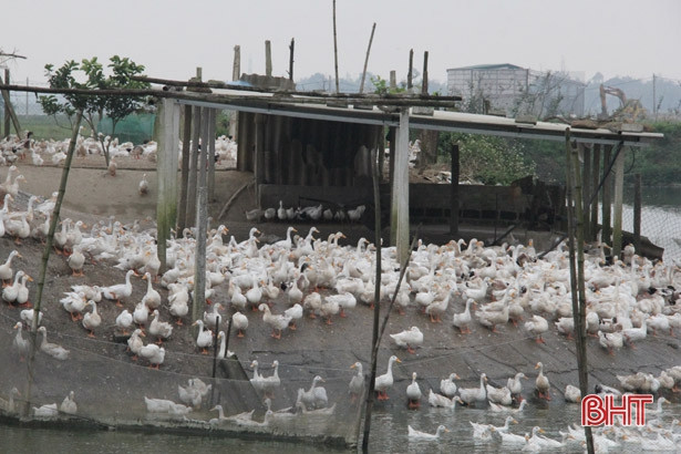 Khử trùng, tiêm vắc-xin phòng dịch vùng nuôi nhiều gia cầm nhất Nghi Xuân