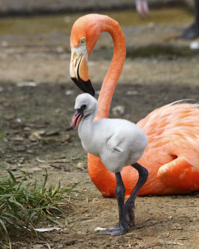 Những bức ảnh thú vị tiết lộ sự thật ít biết về các sự vật, hiện tượng