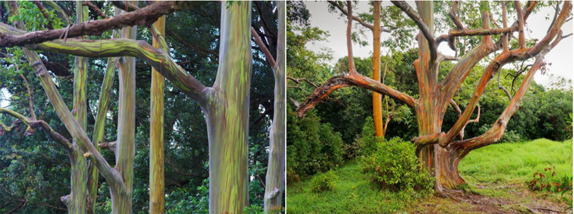 Bạch đàn bong tróc vỏ để lộ thân cây 7 sắc cầu vồng