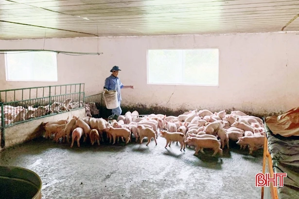 Gần 70 tuổi, cựu thanh niên xung phong Hà Tĩnh vẫn thu 1 tỷ đồng/năm từ trang trại