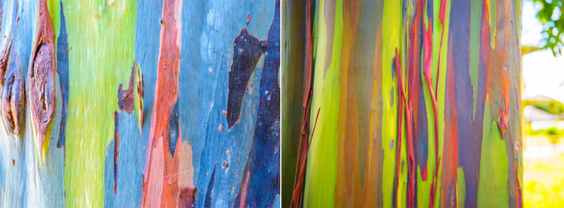 Bạch đàn bong tróc vỏ để lộ thân cây 7 sắc cầu vồng