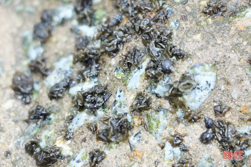 Theo chân người dân làng chài Cẩm Nhượng cào rong biển kiếm tiền triệu mỗi ngày