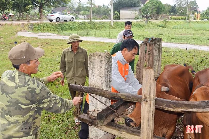 Rốt ráo phòng dịch viêm da nổi cục trên trâu, bò ở Hà Tĩnh