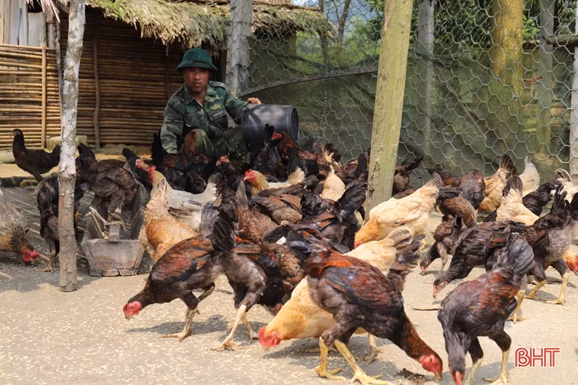 “Lạc bước” trong trang trại xanh của Đồn Biên phòng Hoà Hải