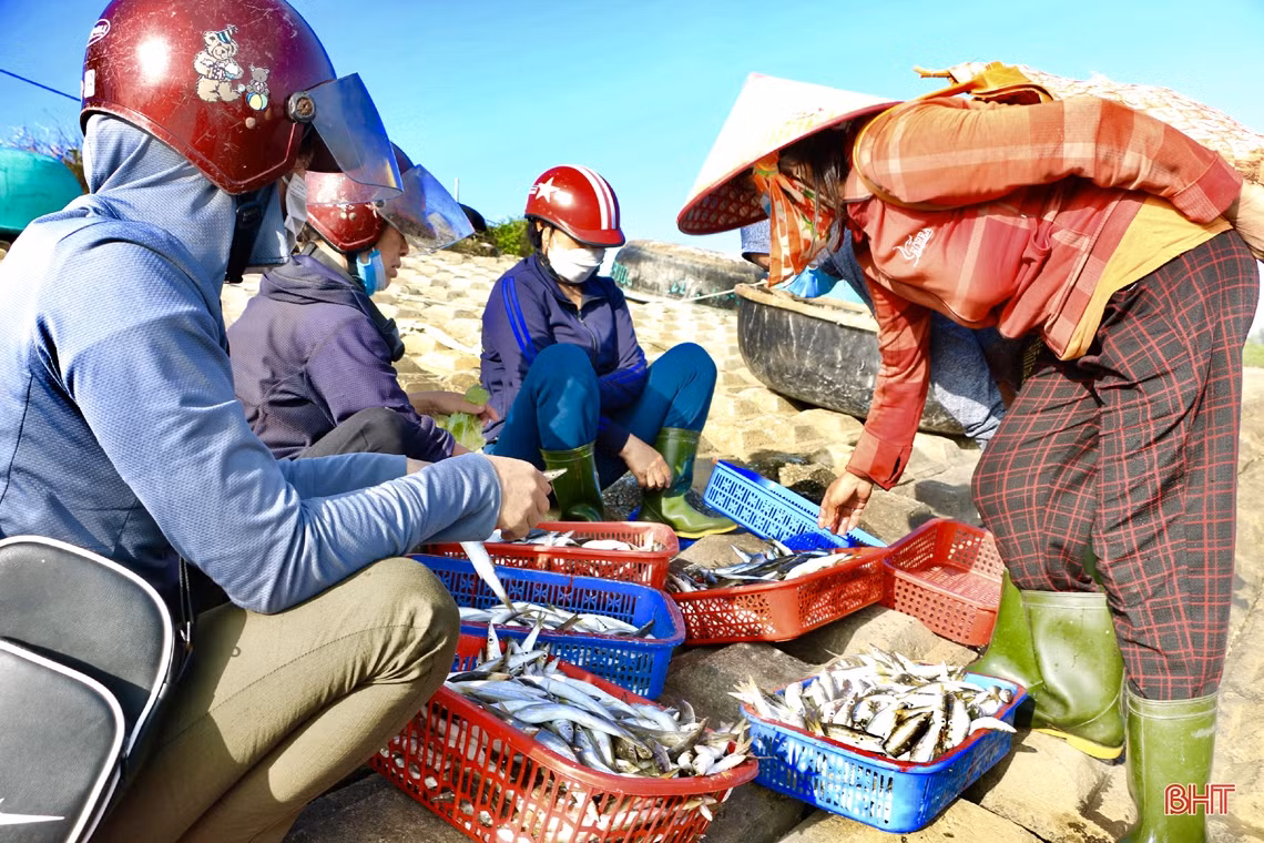 Mùa biển động, ngư dân Cẩm Xuyên vẫn “trúng” nhiều hải sản giá trị