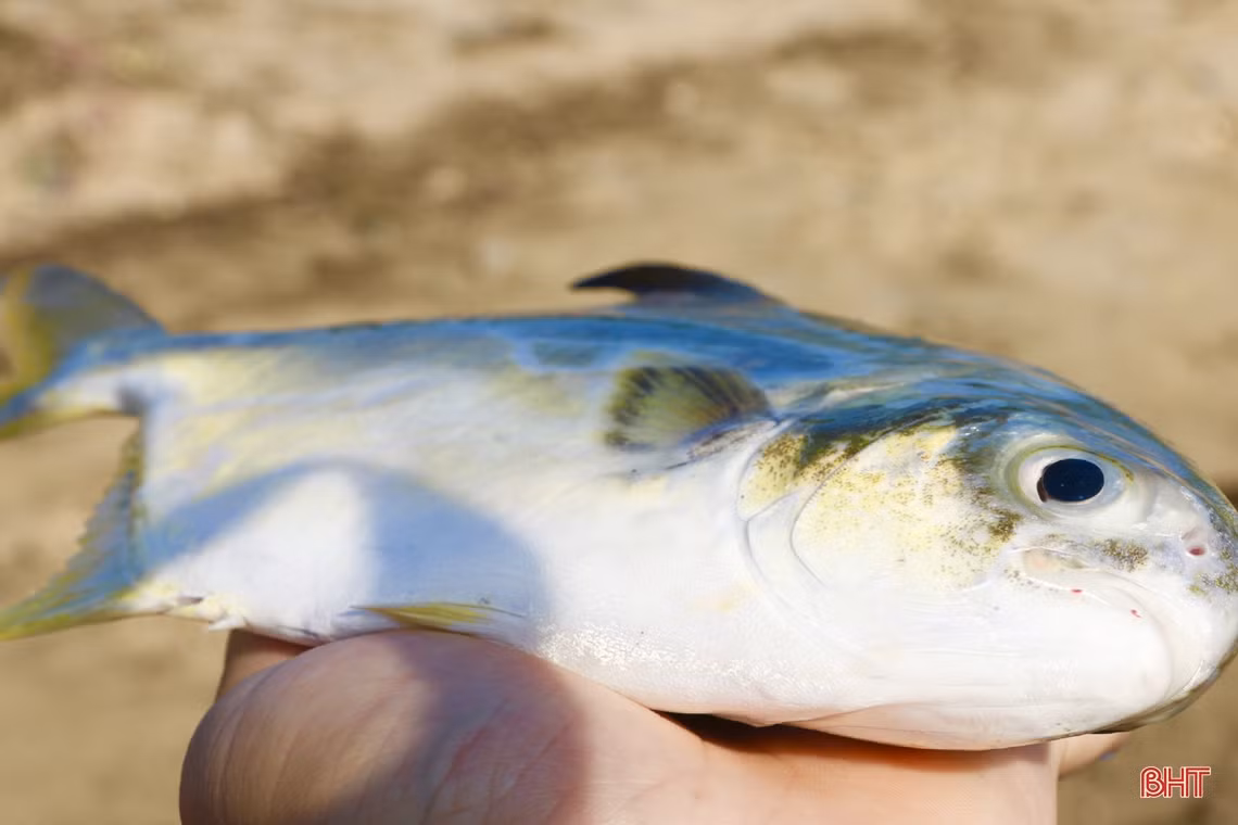 Mùa biển động, ngư dân Cẩm Xuyên vẫn “trúng” nhiều hải sản giá trị