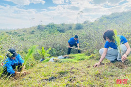 Xắn tay, sớm làm xanh lại gần 20.000ha rừng bị thiệt hại sau thiên tai