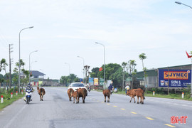 Bò thả rông “tung hoành” trên tỉnh lộ 547