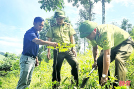 Hà Tĩnh phấn đấu trồng mới hơn 9.300 ha rừng