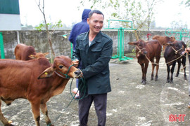 Trao 36 con bò sinh kế cho các gia đình khó khăn ở xã Lộc Hà