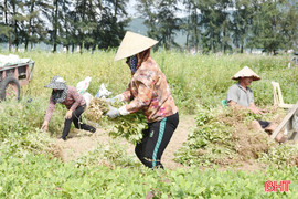 Nông dân Thạch Hà vào vụ thu hoạch lạc xuân