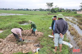  Nông dân Lộc Hà tiêu diệt gần 35 nghìn con chuột